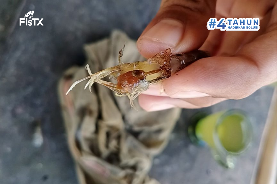 hepatopankreas udang